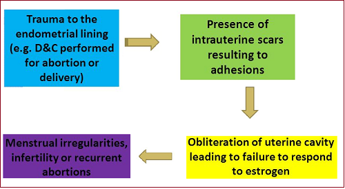 Pathophysiology of Asherman's Syndrome